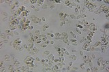 Pseudocolus fusiformis image