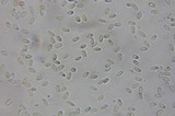 Pseudocolus fusiformis image