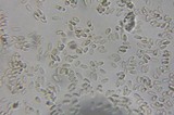 Pseudocolus fusiformis image