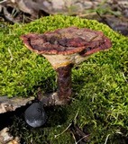Ganoderma sessile image