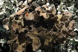 Pseudocyphellaria hirsuta image