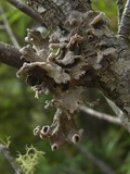 Pseudocyphellaria hirsuta image