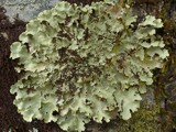 Pseudocyphellaria exanthematica image