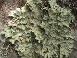 Pseudocyphellaria exanthematica image