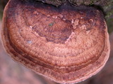 Fomitopsis cajanderi image