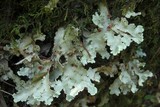 Pseudocyphellaria exanthematica image