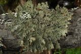 Pseudocyphellaria granulata image