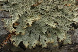 Pseudocyphellaria granulata image