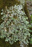 Pseudocyphellaria malmeana image