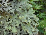 Pseudocyphellaria malmeana image