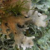 Pseudocyphellaria malmeana image