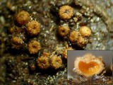 Bionectria ralfsii image