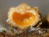 Bionectria ralfsii image