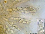 Bionectria ralfsii image