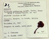 Psilocybe gallaeciae image