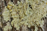 Pseudocyphellaria flavicans image