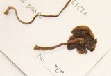 Psilocybe gallaeciae image