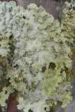 Pseudocyphellaria flavicans image
