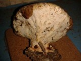 Inonotus dryadeus image