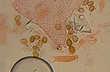 Psilocybe gallaeciae image