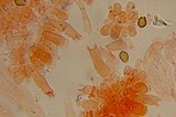 Psilocybe gallaeciae image