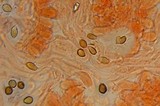 Psilocybe gallaeciae image