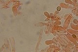 Psilocybe gallaeciae image