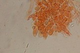 Psilocybe gallaeciae image