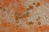 Psilocybe gallaeciae image