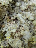 Pseudocyphellaria flavicans image