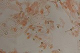 Psilocybe gallaeciae image