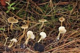 Clitocybe trulliformis image