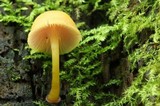 Chromosera cyanophylla image