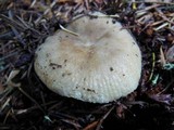 Russula cerolens image