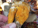 Hypomyces aurantius image