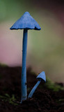 Entoloma virescens image