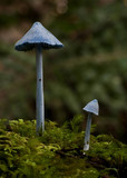 Entoloma virescens image
