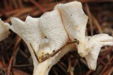 Sistotrema confluens image