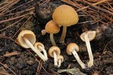 Psathyrella pennata image