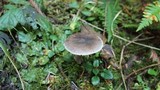 Amanita sect. Vaginatae image