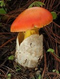 Amanita yema image