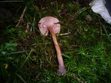 Laccaria bicolor image