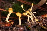 Ophiocordyceps sphecocephala image