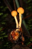 Ophiocordyceps sphecocephala image