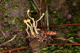 Ophiocordyceps sphecocephala image