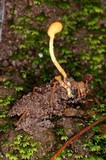 Ophiocordyceps sphecocephala image