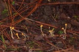 Ophiocordyceps sphecocephala image