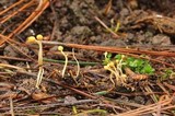 Ophiocordyceps sphecocephala image