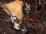 Otidea onotica image