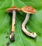 Inocybe pusio image